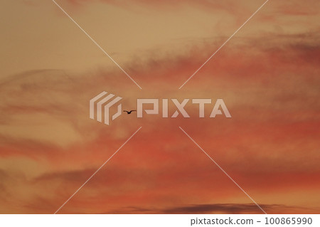 鳥兒在日出時在空中飛翔・春天・230301am 100865990