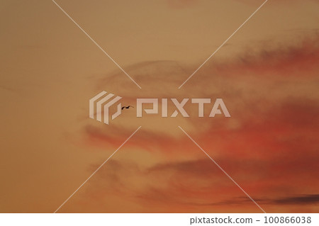 Birds flying in the sky at sunrise・Spring・230301am 100866038