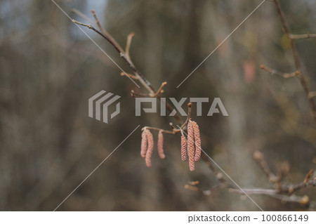birch branch with buds earrings. spring awakening of nature. Spring allergy concept. Birch buds in spring, on a branch, natural background 100866149