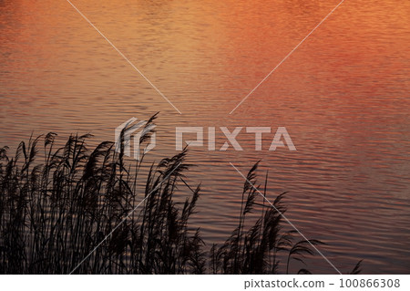 River surface and reeds with red sunrise clouds reflected Spring 230301am 100866308