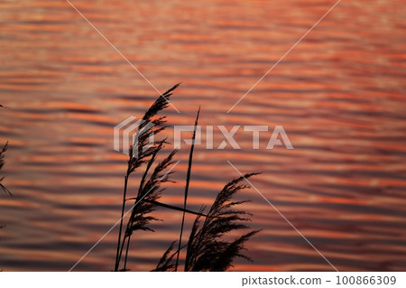 River surface and reeds with red sunrise clouds reflected Spring 230301am 100866309