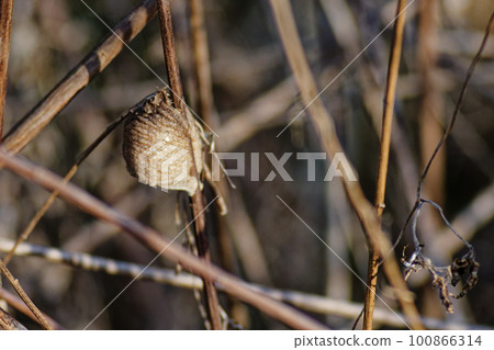 Wolframaki的卵囊 Wolframaki的卵囊 100866314