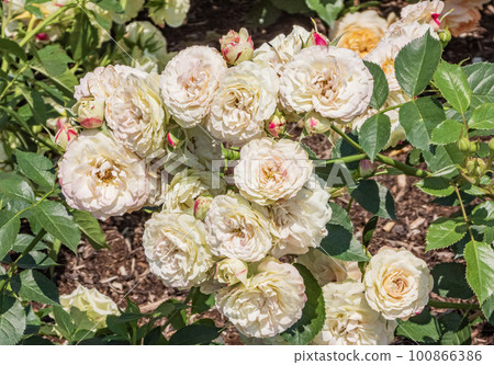 Flowers in full bloom in the rose park 100866386