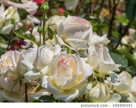 盛開的淺黃色玫瑰花 100866391