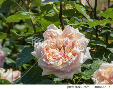 淺黃色和粉紅色的玫瑰花盛開 100866393