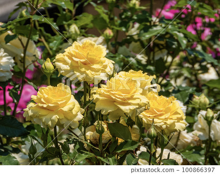 Yellow rose flower in full bloom in the rose park Yellow rose flower in full bloom in the rose park 100866397