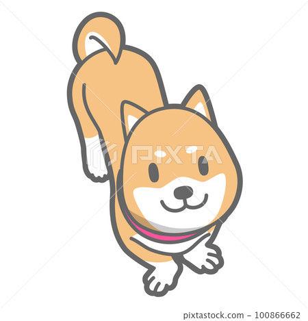 Shiba Inu 抬頭的矢量圖解 100866662