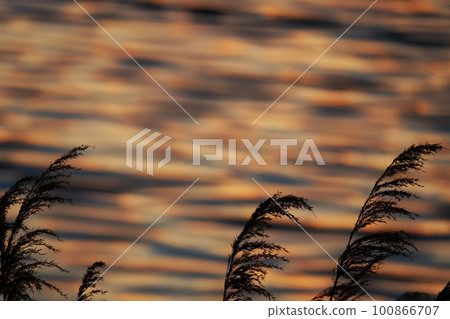 河面和蘆葦反射著五顏六色的日出雲 春天 230301am 100866707