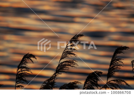 河面和蘆葦反射著五顏六色的日出雲 春天 230301am 100866708