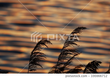 River surface and reeds reflecting colorful sunrise clouds Spring 230301am River surface and reeds reflecting colorful sunrise clouds Spring 230301am 100866712