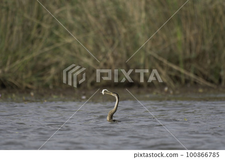 美洲蛇魚捉魚 100866785