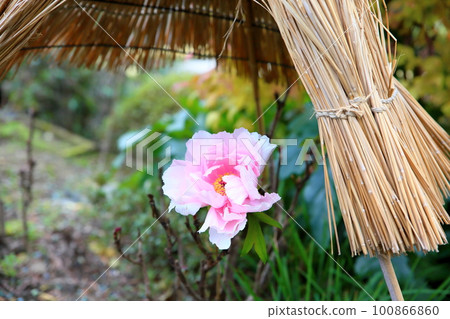 Winter Bloom Kanbotan Winter Bloom Kanbotan 100866860