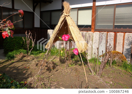 Winter blooming cold peony flower Winter blooming cold peony flower 100867246