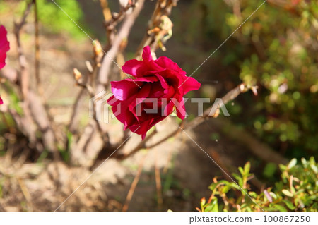 Winter blooming cold peony flower Winter blooming cold peony flower 100867250