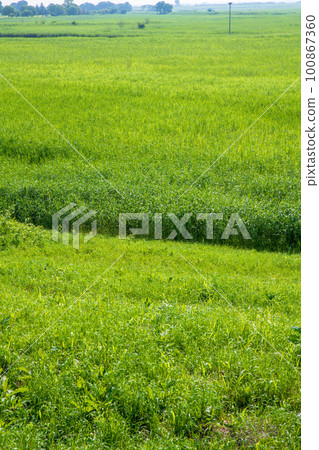 Watarase Reservoir View near the stork artificial nest tower Early summer scenery Watarase Reservoir View near the stork artificial nest tower Early summer scenery 100867360