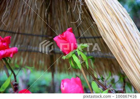 Winter blooming cold peony flower 100867416