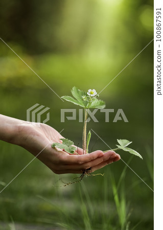 environment Earth Day In the hands of trees growing seedlings. Bokeh green Background Female hand holding tree on nature field grass Forest conservation concept environment Earth Day In the hands of trees growing seedlings. Bokeh green Background Female hand holding tree on nature field grass Forest conservation concept 100867591