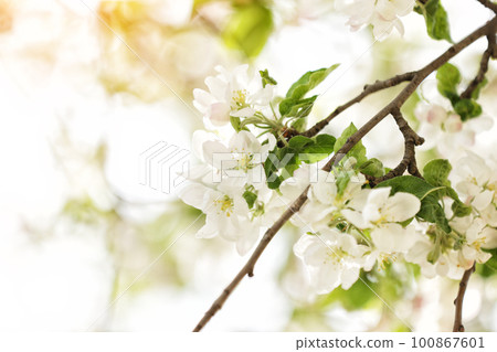 White apple blossom. Branches with beautiful and light-colored Apple tree blossoms in a springtime garden. Macro natural background. Spring blossom background 100867601