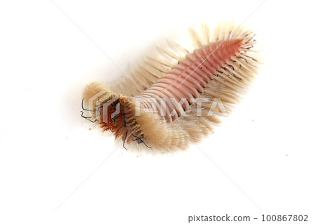 Sea Beetle Sea Beetle 100867802