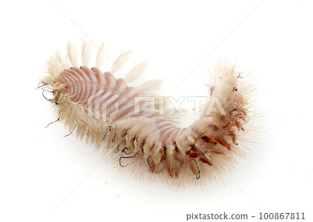 海甲蟲 海甲蟲 100867811