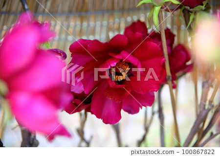 Winter blooming cold peony flower Winter blooming cold peony flower 100867822