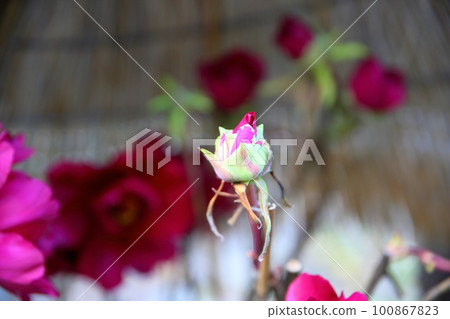 Blooming in winter, cold peony buds Blooming in winter, cold peony buds 100867823