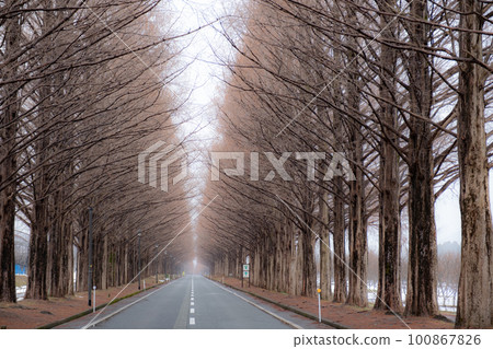 A road running through metasequoia trees in winter, Takashima City, Shiga Prefecture 100867826