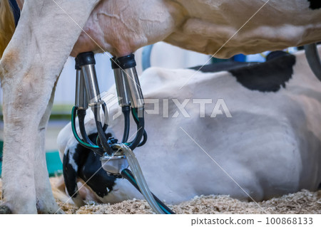 Automated milking suction machine with teat cups during work with cow udder 100868133