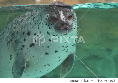Spotted seals seen from underwater Kinosaki Marine World 100868301