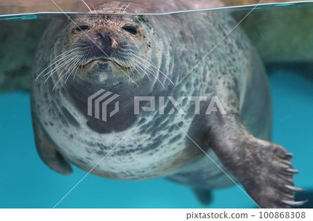 Spotted seals seen from underwater Kinosaki Marine World 100868308