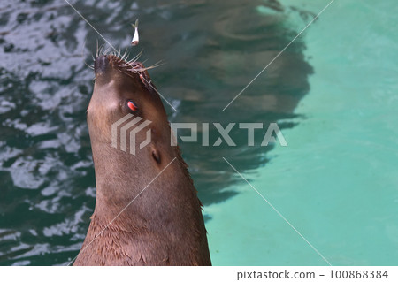 Steller's sea lion attraction Catch reward fish Kinosaki Marine World Steller's sea lion attraction Catch reward fish Kinosaki Marine World 100868384