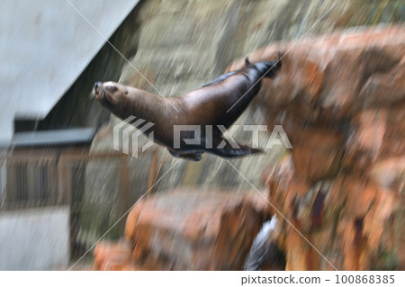 Steller's sea lion attraction Diving from the top of the cliff Kinosaki Marine World Steller's sea lion attraction Diving from the top of the cliff Kinosaki Marine World 100868385