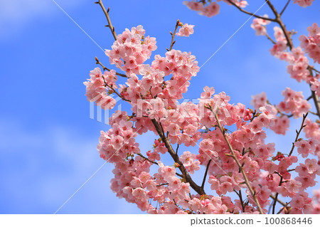 深粉色櫻花“洋子” 100868446