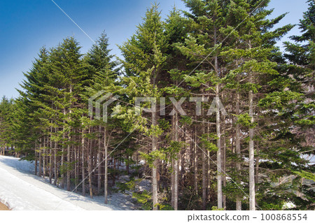 春天的常綠針葉林 春天的常綠針葉林 100868554