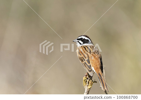  White fish 100868700