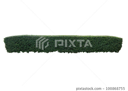 Green hedge or Green Leaves Wall Green hedge or Green Leaves Wall 100868755