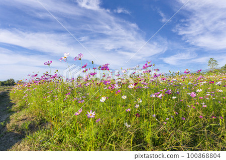 The Cosmos Flower field with sky,spring season flowers blooming beautifully in the field 100868804