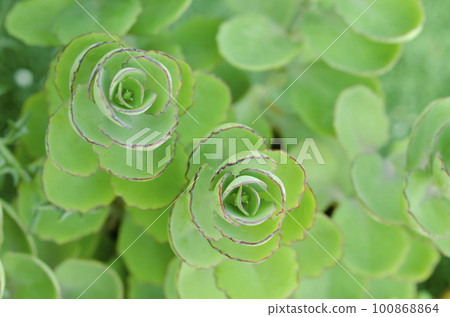 The Succulent plant aeonium arboreum closeup, background. The Succulent plant aeonium arboreum closeup, background. 100868864