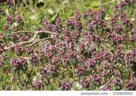 報春花 (Himeodorikoso)/春天的花簇生 報春花 (Himeodorikoso)/春天的花簇生 100869002