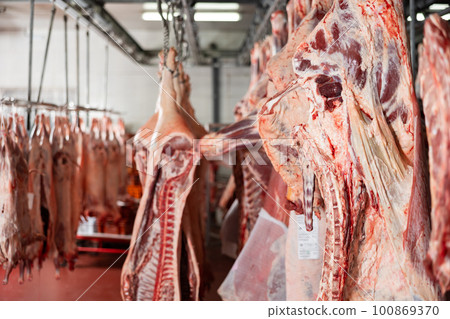 Raw carcasses of beef, pork and lambs hanging in butchery Raw carcasses of beef, pork and lambs hanging in butchery 100869370