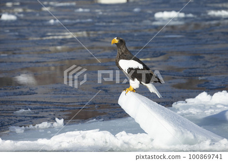 漂流冰和一隻老鷹 100869741