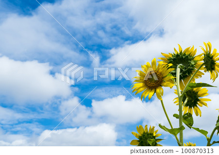 Sunflower yellow flowers and blue sky Sunflower yellow flowers and blue sky 100870313