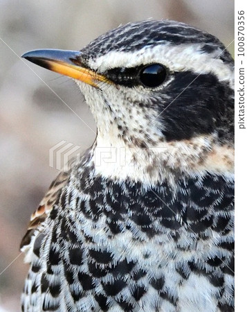 Thrush that got off to the ground Thrush that got off to the ground 100870356
