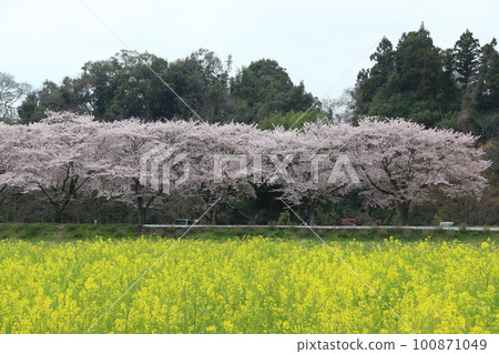 Kinchakuda Manjushage Park in Spring: Hidaka City, Saitama Prefecture 100871049
