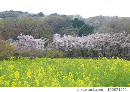 春天的金爵田文殊院公園 埼玉縣日高市 春天的金爵田文殊院公園 埼玉縣日高市 100871051