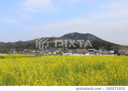 Kinchakuda Manjushage Park in Spring: Hidaka City, Saitama Prefecture 100871058