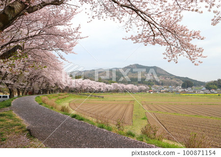 Kinchakuda Manjushage Park in Spring: Hidaka City, Saitama Prefecture 100871154