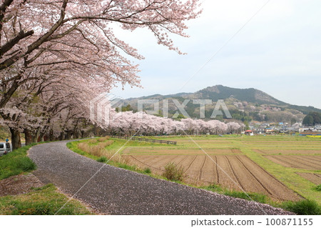 春天的金爵田文殊院公園 埼玉縣日高市 春天的金爵田文殊院公園 埼玉縣日高市 100871155