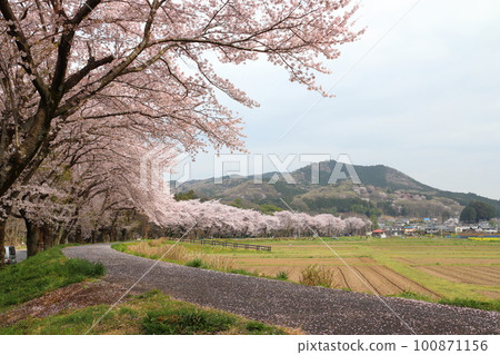 Kinchakuda Manjushage Park in Spring: Hidaka City, Saitama Prefecture 100871156