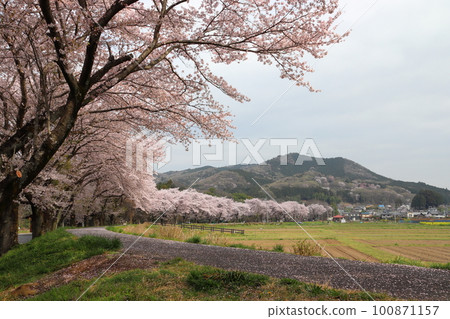 Kinchakuda Manjushage Park in Spring: Hidaka City, Saitama Prefecture 100871157